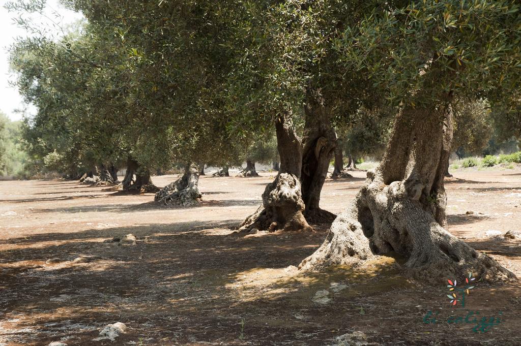 Agriturismo Li Calizzi Arte E Natura Novoli المظهر الخارجي الصورة