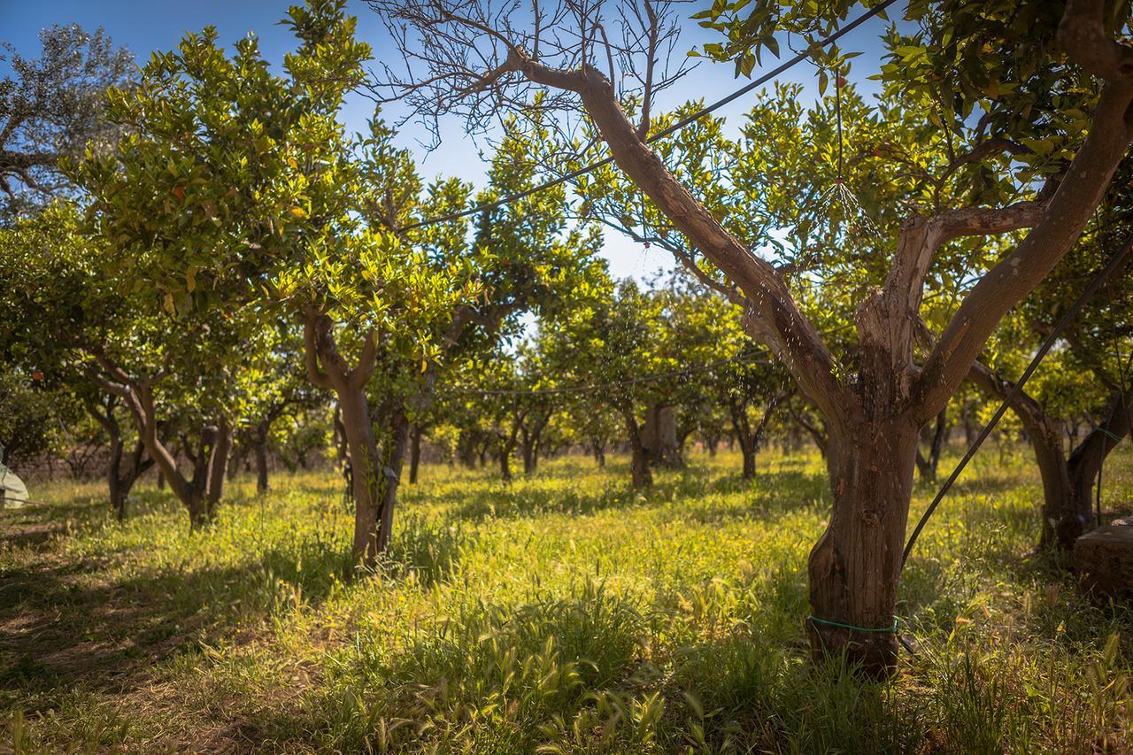 Agriturismo Li Calizzi Arte E Natura Novoli المظهر الخارجي الصورة